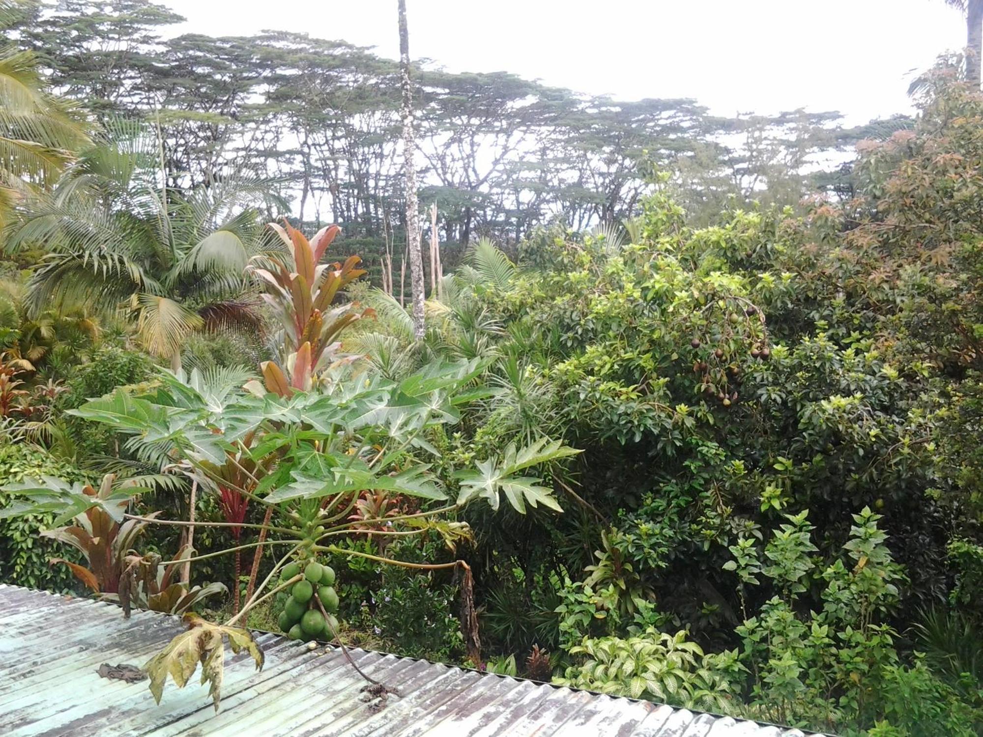 Lava Tree Tropic Inn Pahoa Extérieur photo