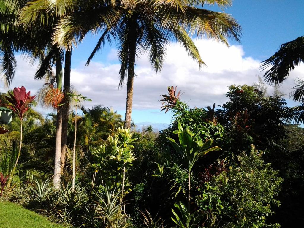 Lava Tree Tropic Inn Pahoa Extérieur photo